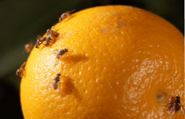 fruits-flies